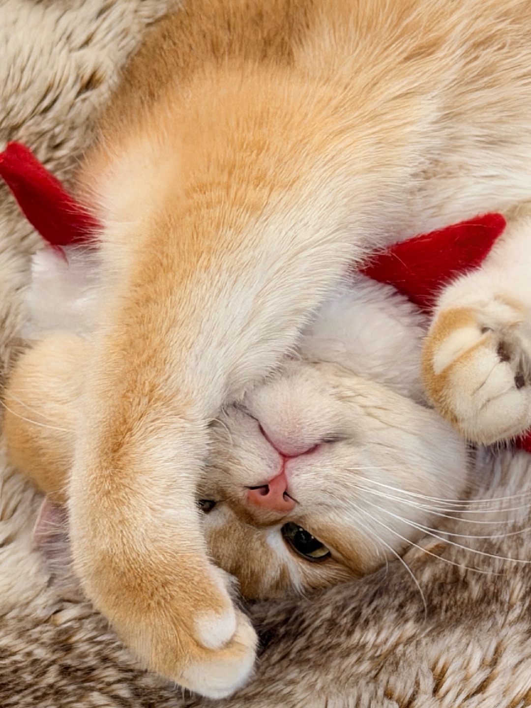 继续懒，别动，有饭吃👀