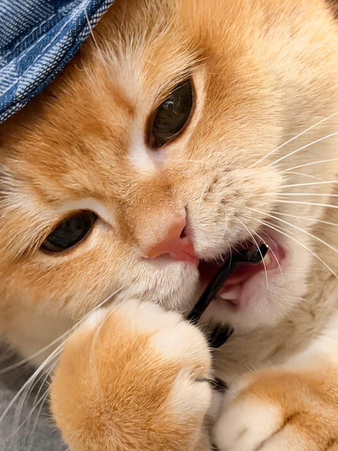 我咬咬咬咬咬😂