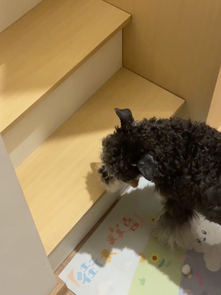 莫名其妙的阿贝贝