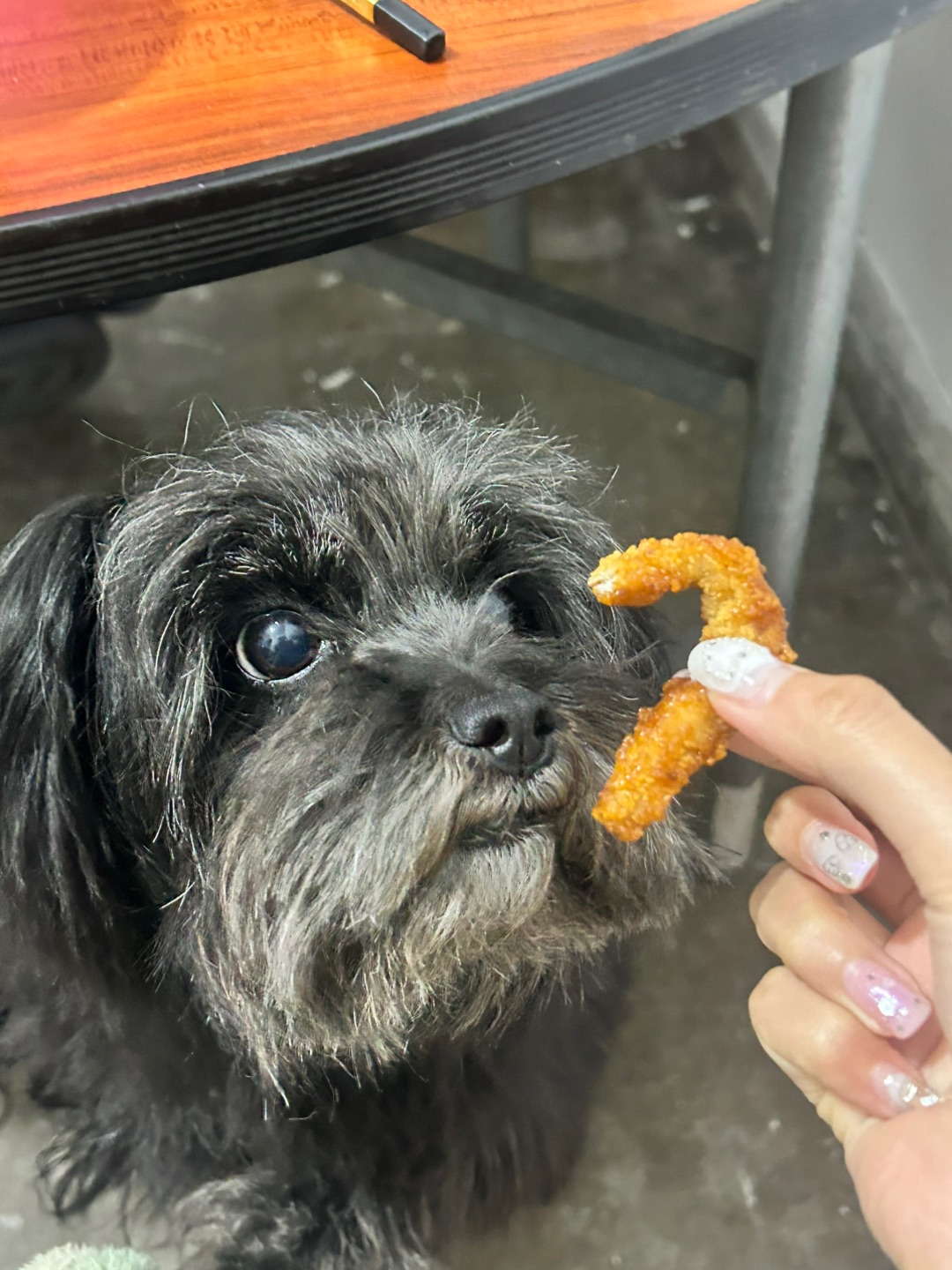 3.1 小狗不可以吃鸡柳