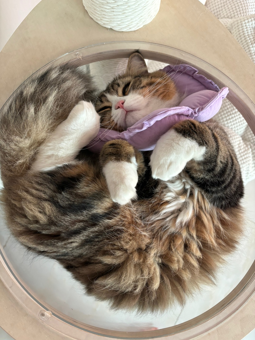 哈哈哈哈˙ᗜ˙~(˶╹ꇴ╹˶)~哈哈(*´・ｖ・)(*´▽｀)ノノ