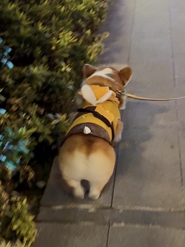 小心！小蜜蜂来咯bbbbbbbb🐝