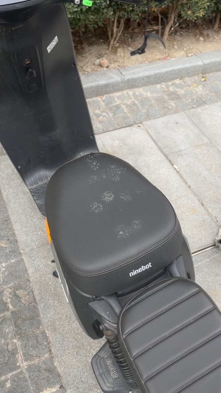 小猫怎么能这样