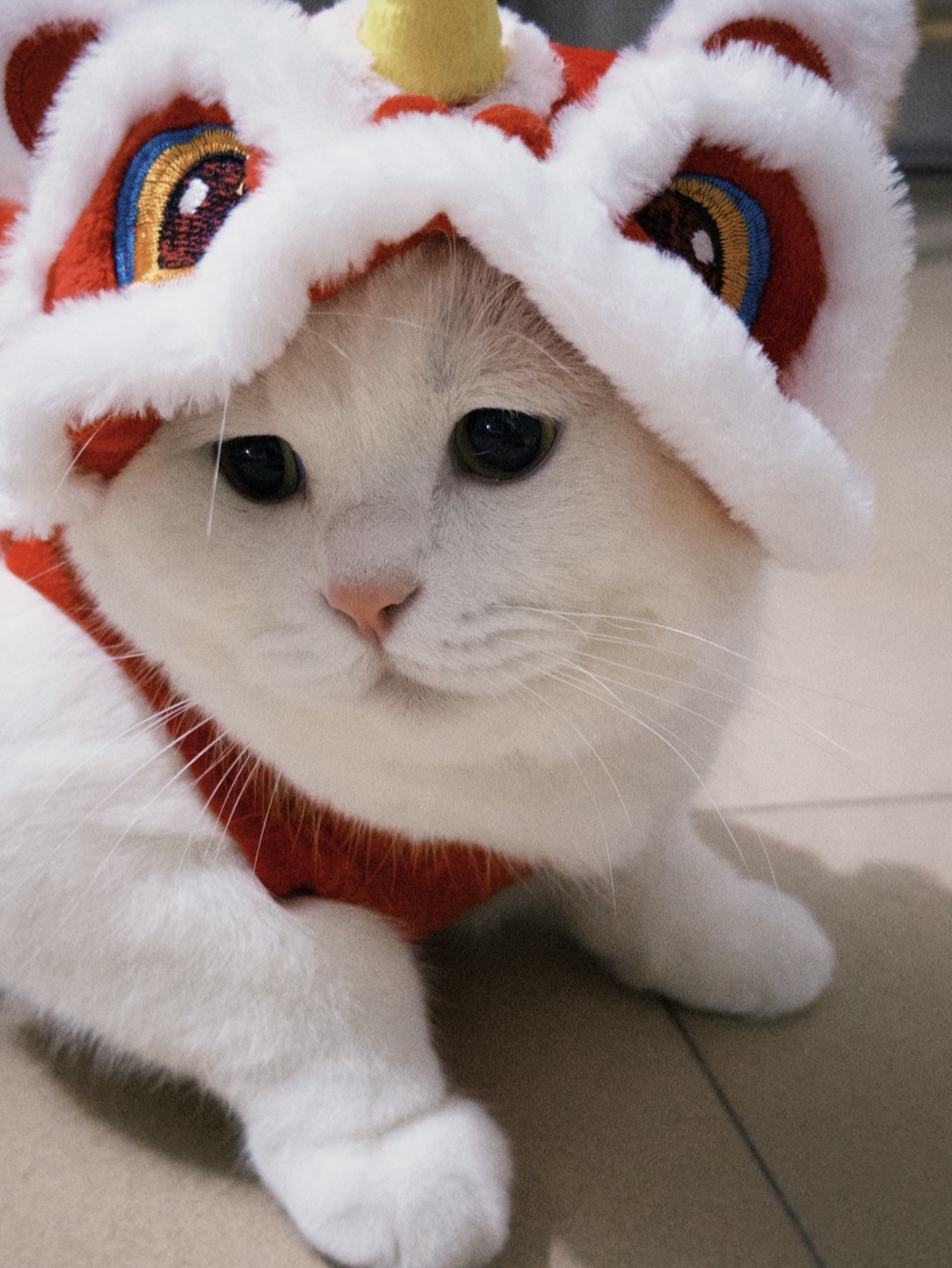 🧨元宝醒狮营业中｜马年顶顶红