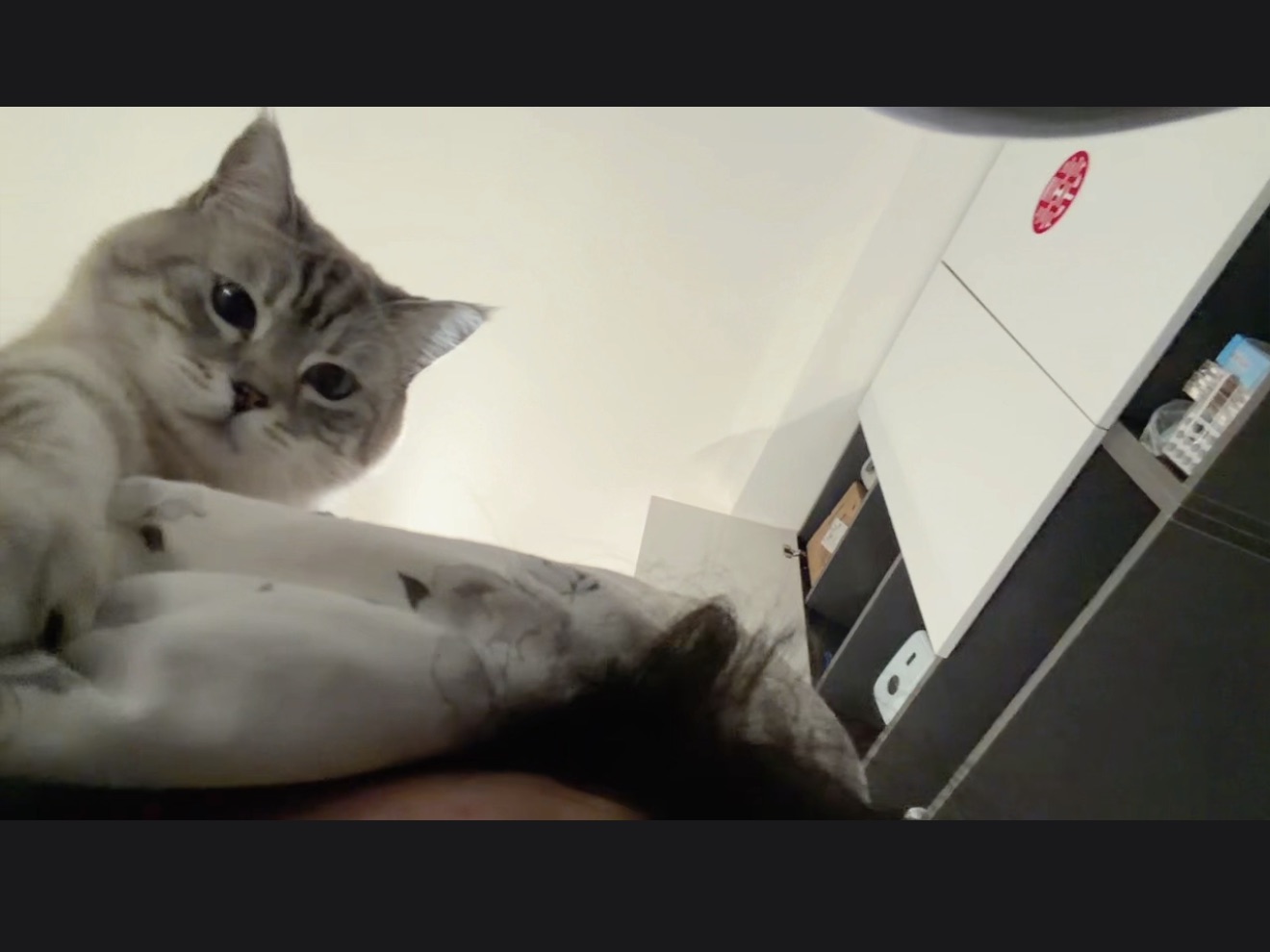 当你赖床  毛孩子be like👆