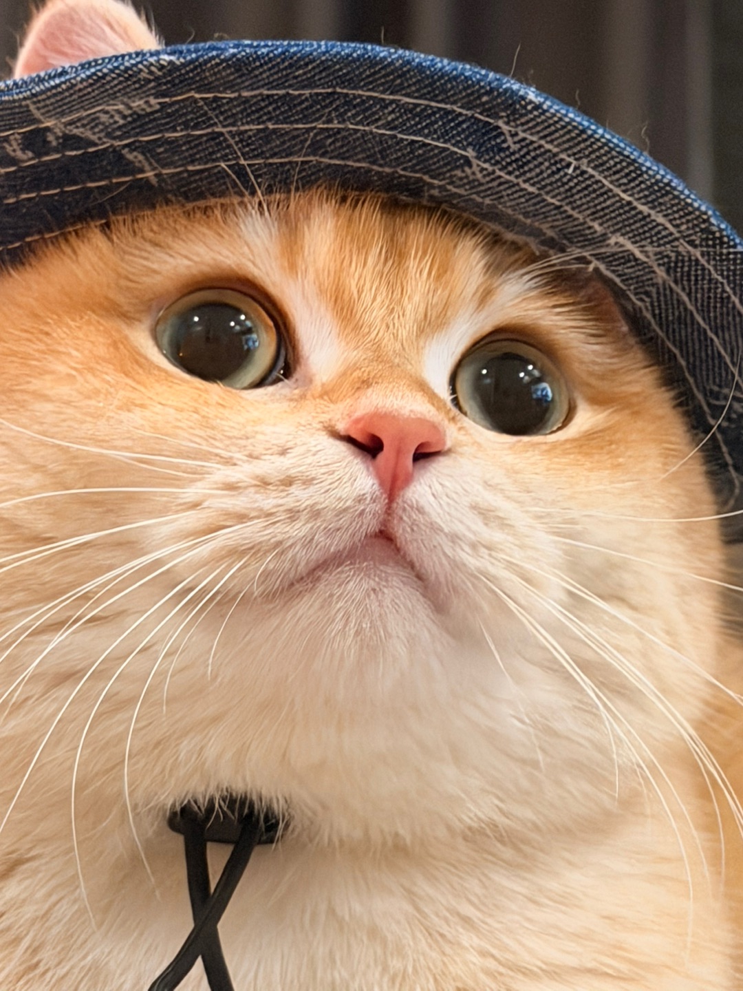 只露一只的耳朵👂的我