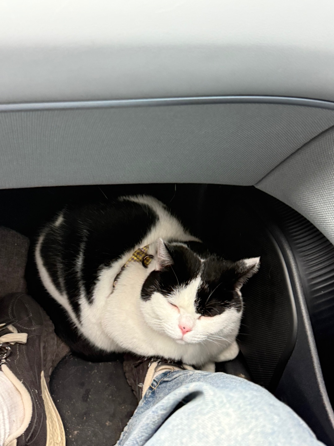 回来了咪 就这样把我萌晕