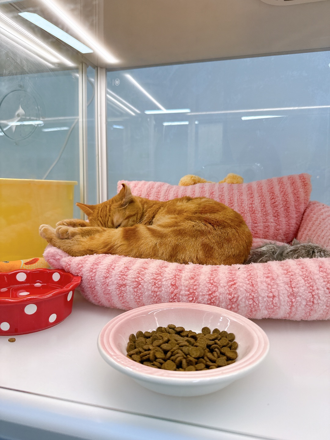 pick一只虎皮卷🐱✌︎˶╹ꇴ╹˶✌︎