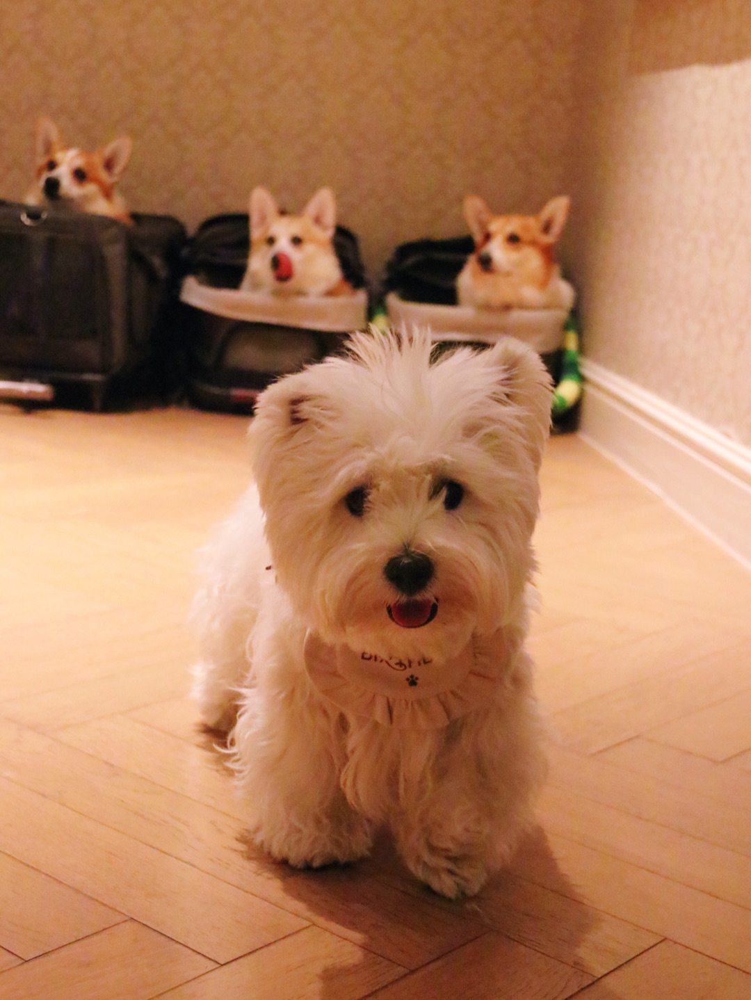 祝好朋狗生日快乐