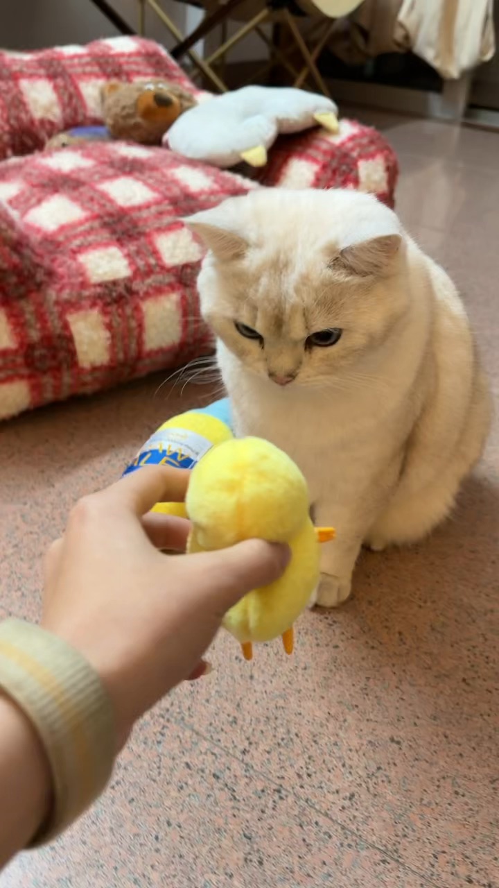 朋友家的小猫太好玩了