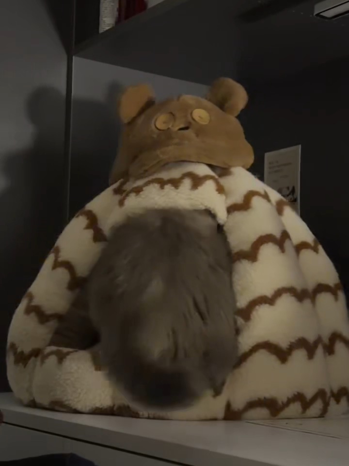 谁家小猫塞不进自己的窝