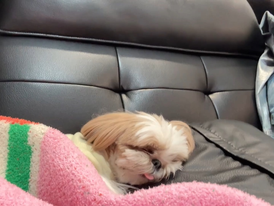 谁家小狗这样睡觉呀