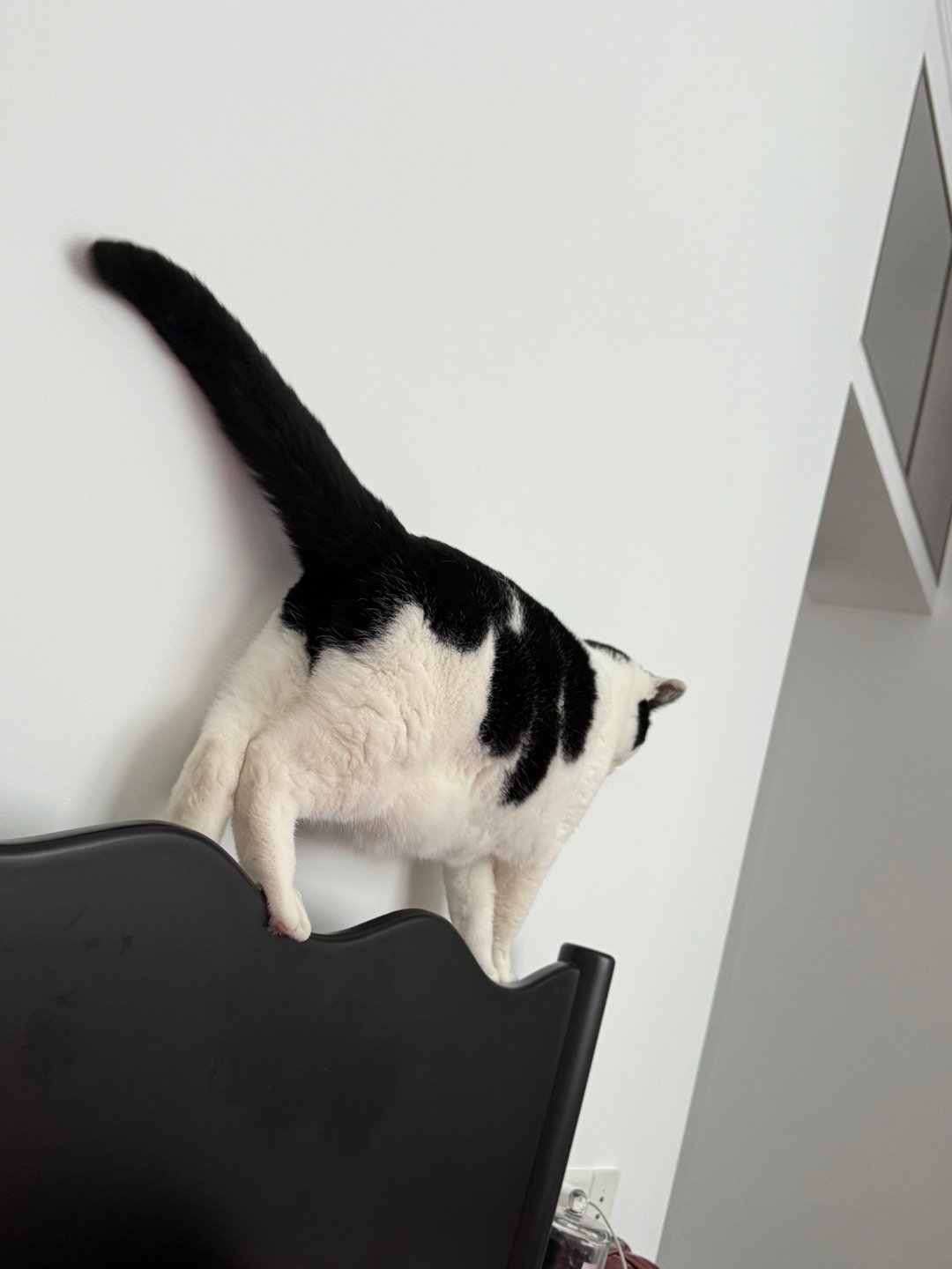 发现了自己的伪装色