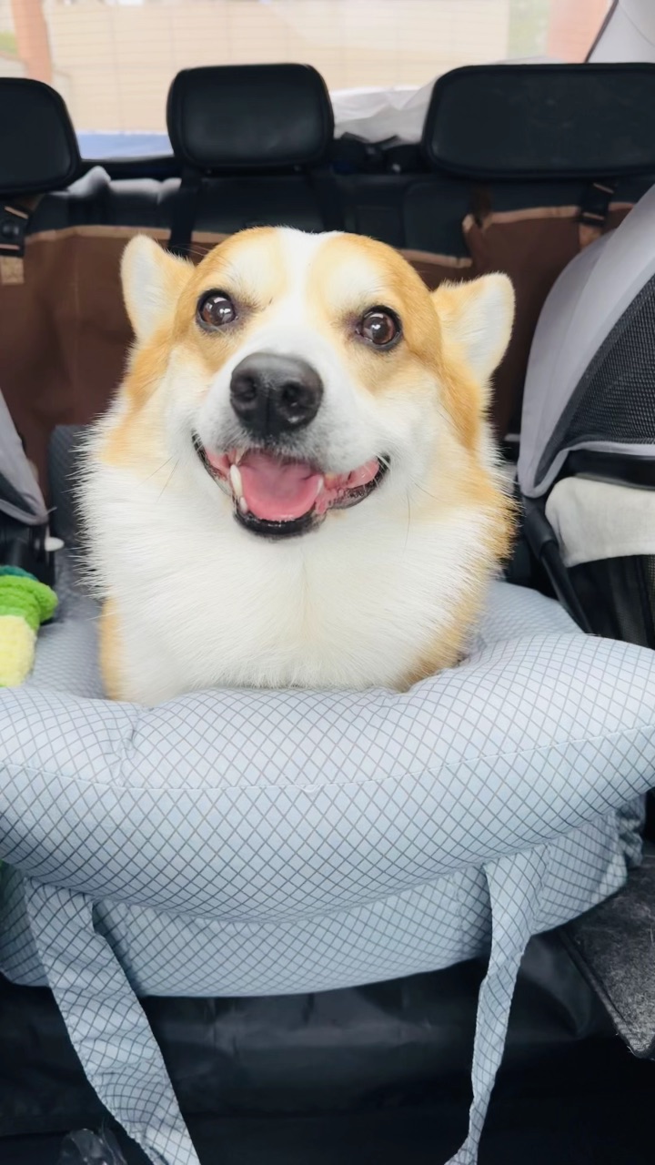 带小狗出门遛弯咯