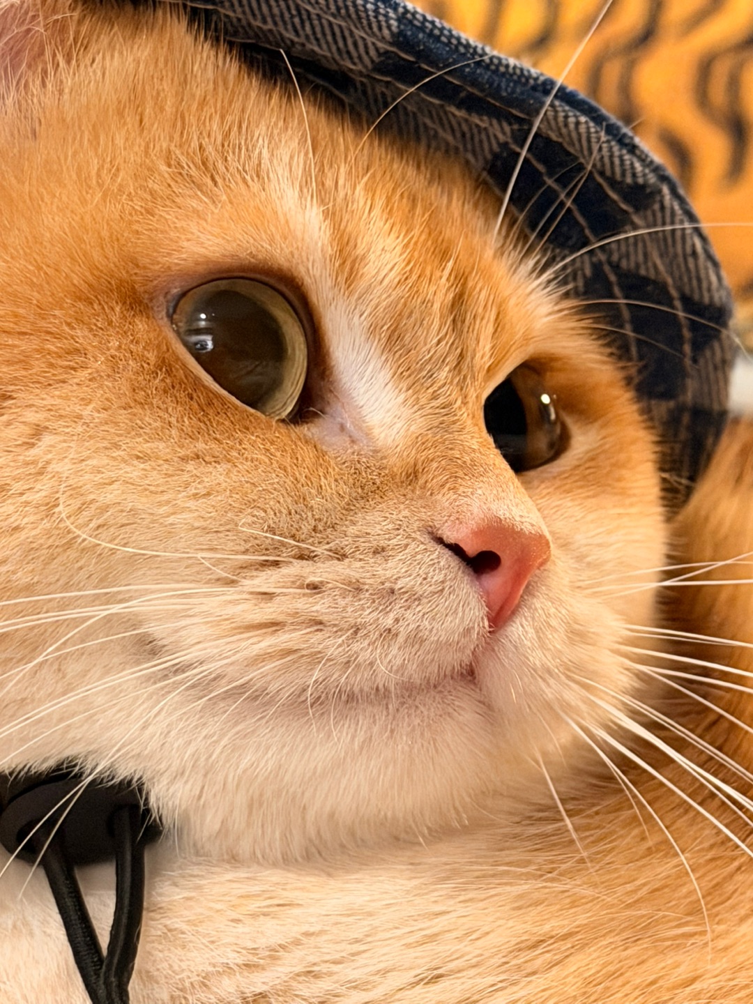 麻麻说我就是有一脸聪明相🫣