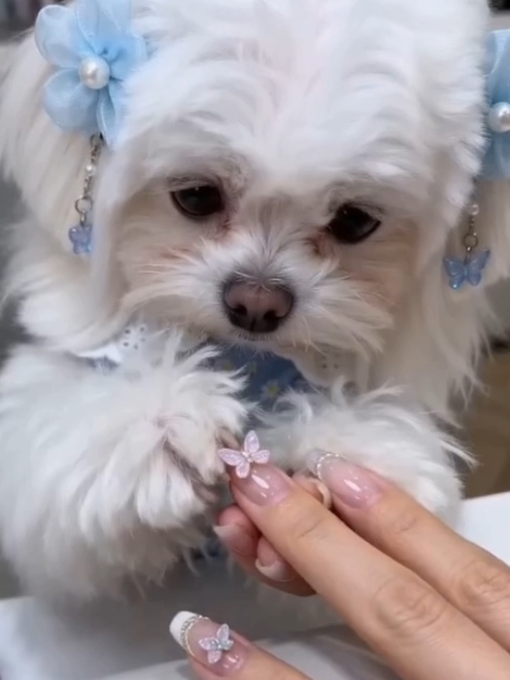 小狗做美甲💅