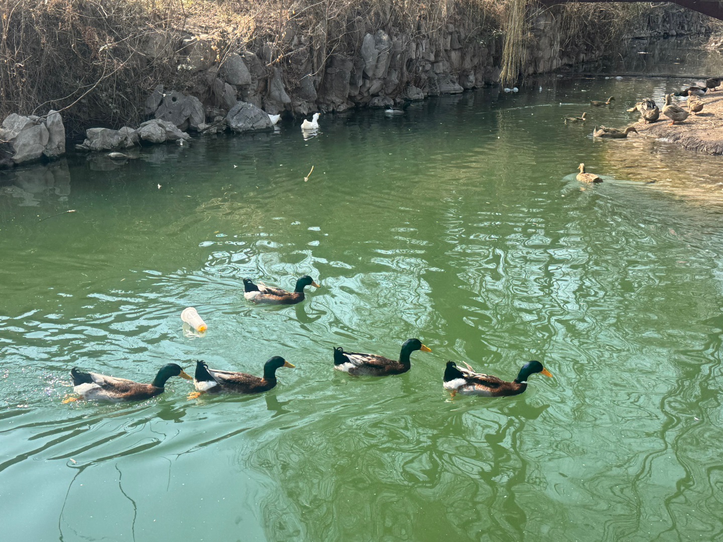 在公园坐一会真的很治愈