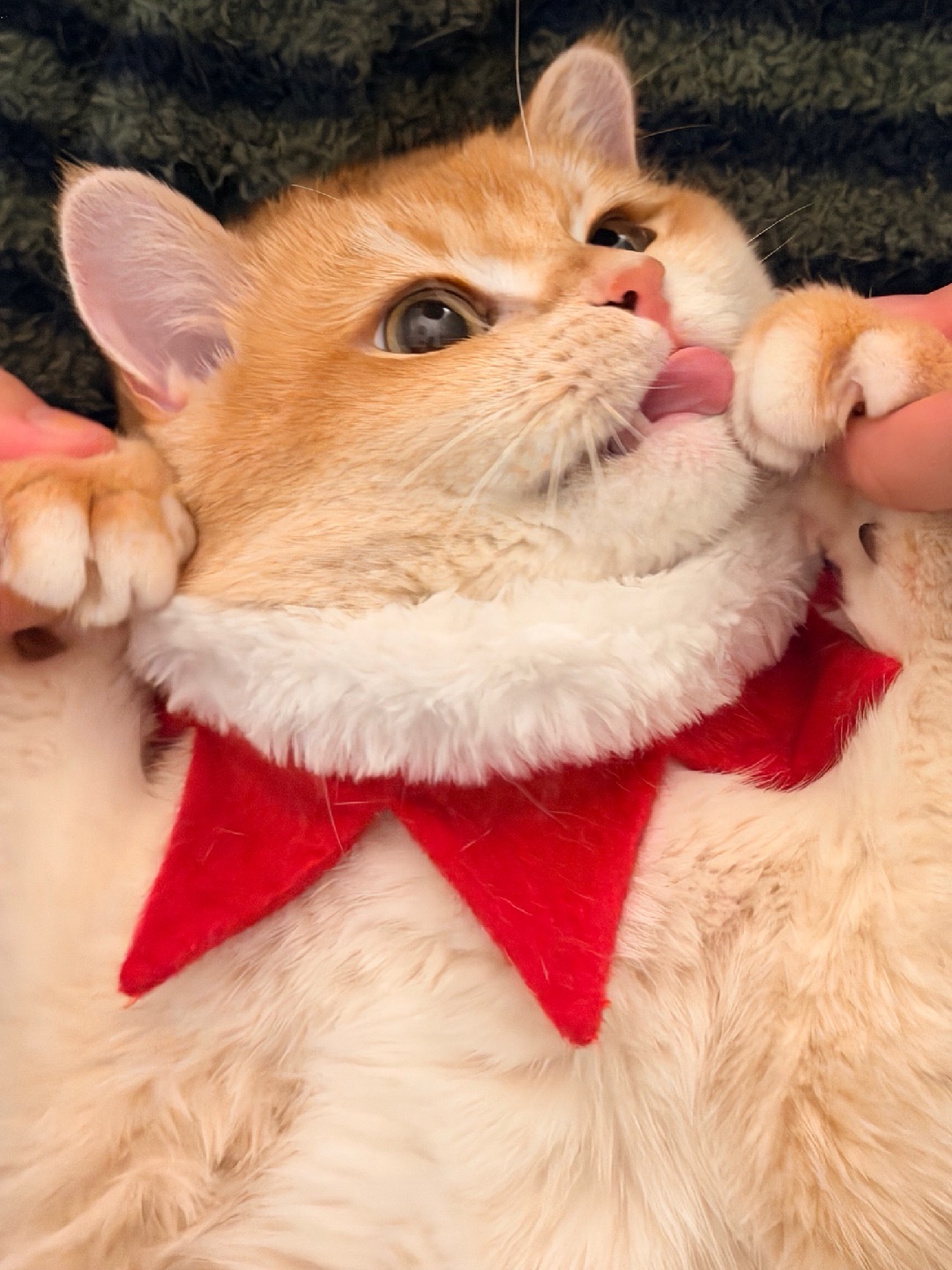 舔手手贴贴麻麻🥰给麻麻的“幸福值”充值