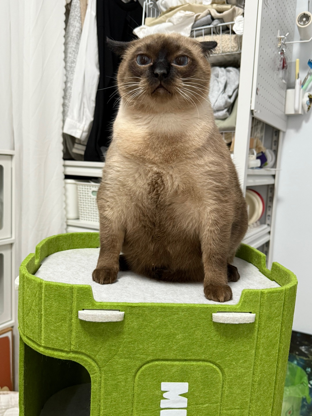 𐑺 Ⲕⲓⲧⲧⲉⲛ ⲙⲉⲙⲟ ฅ⁺ ⁎˚ ഒ小猫备忘录📝