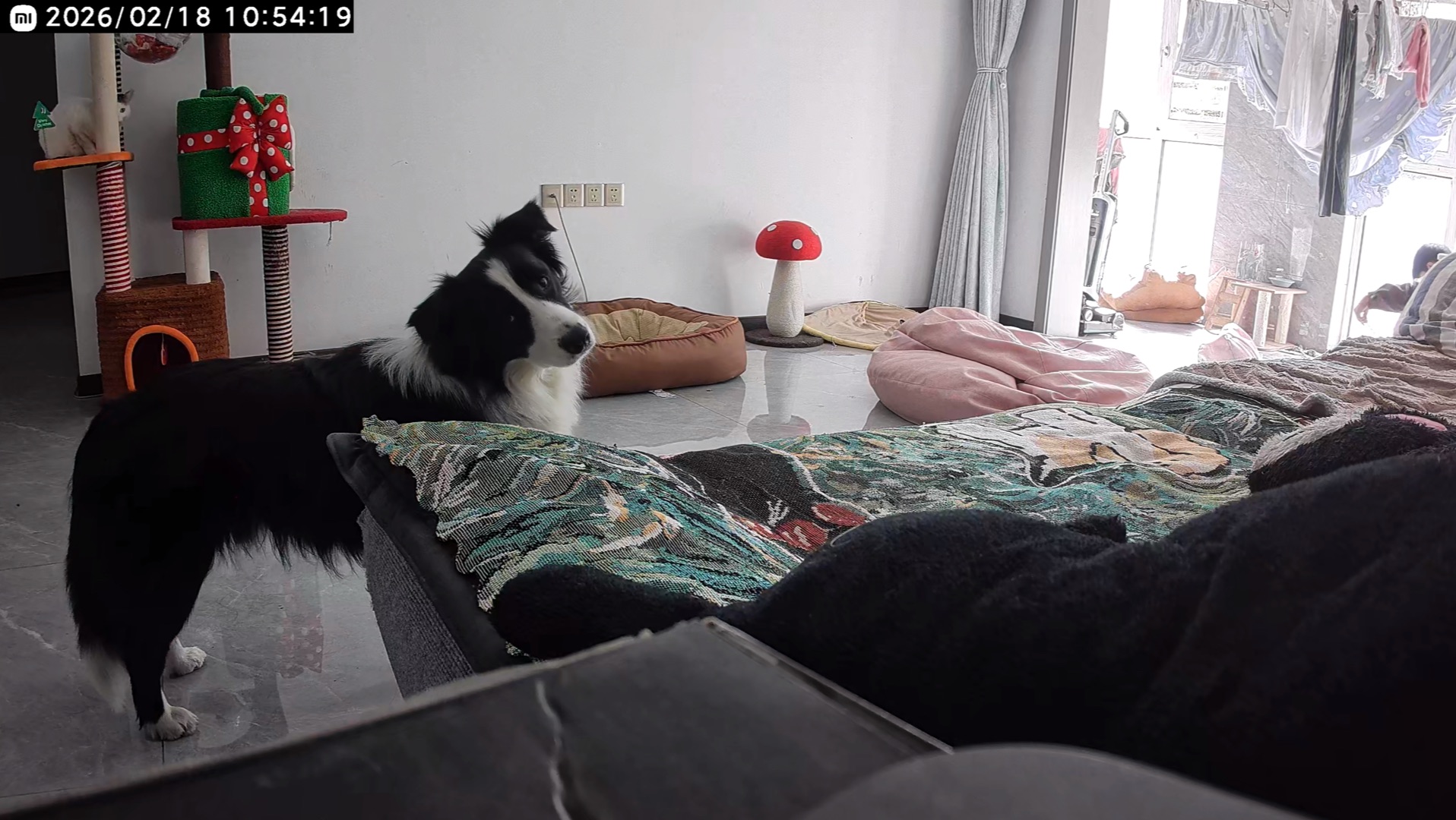 当铲屎官不在家