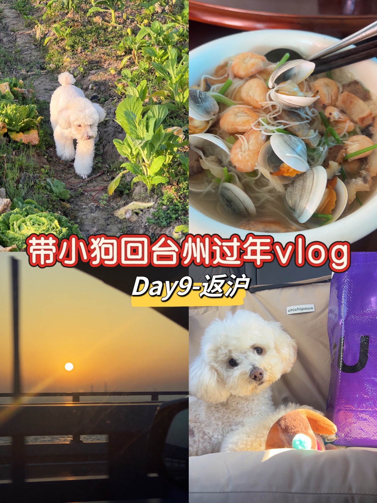 Vlog带小狗回台州过年-Day返沪