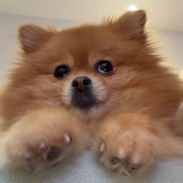 小抖我唱歌第一名