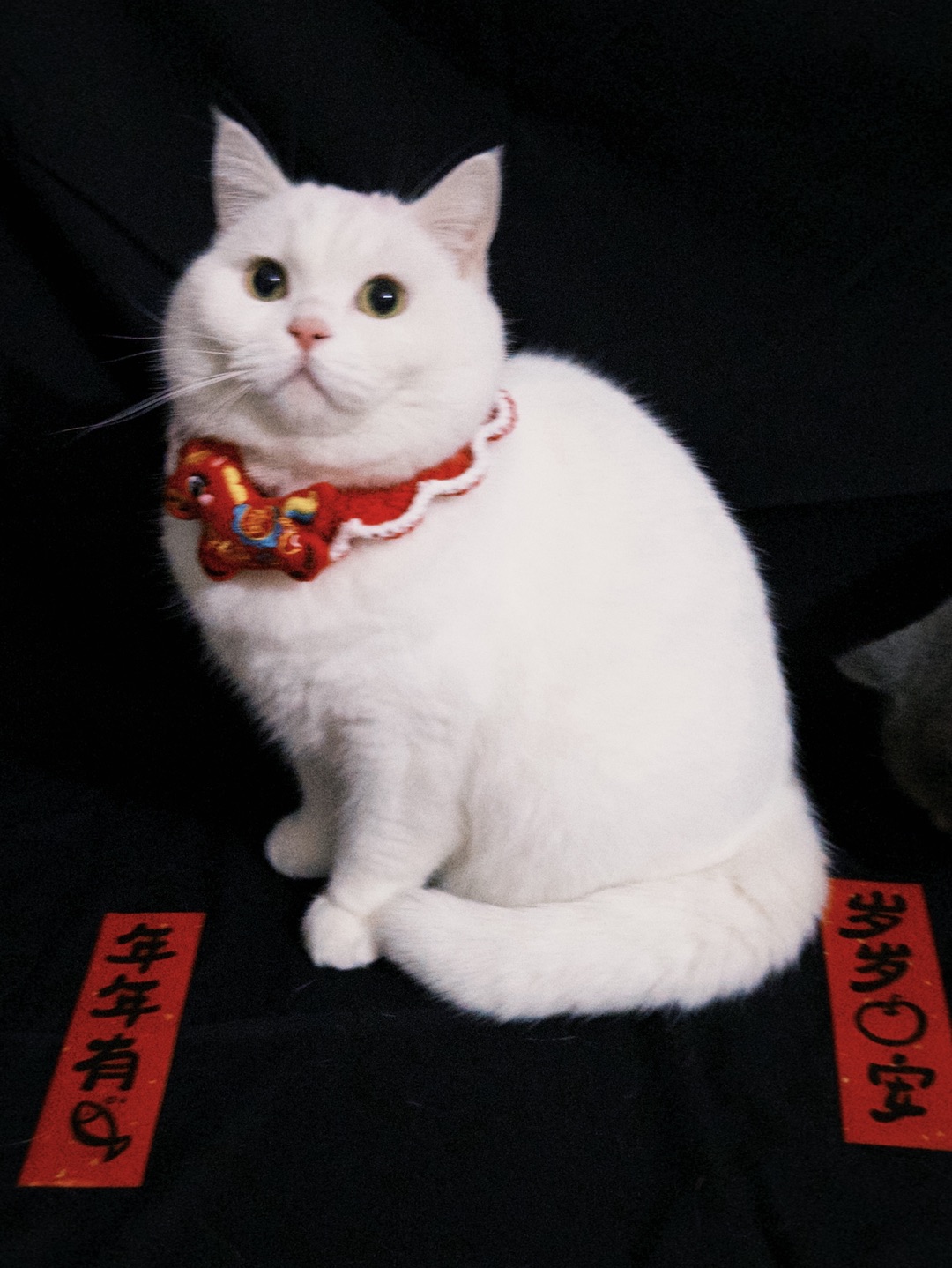 🍬软糯元宝营业中