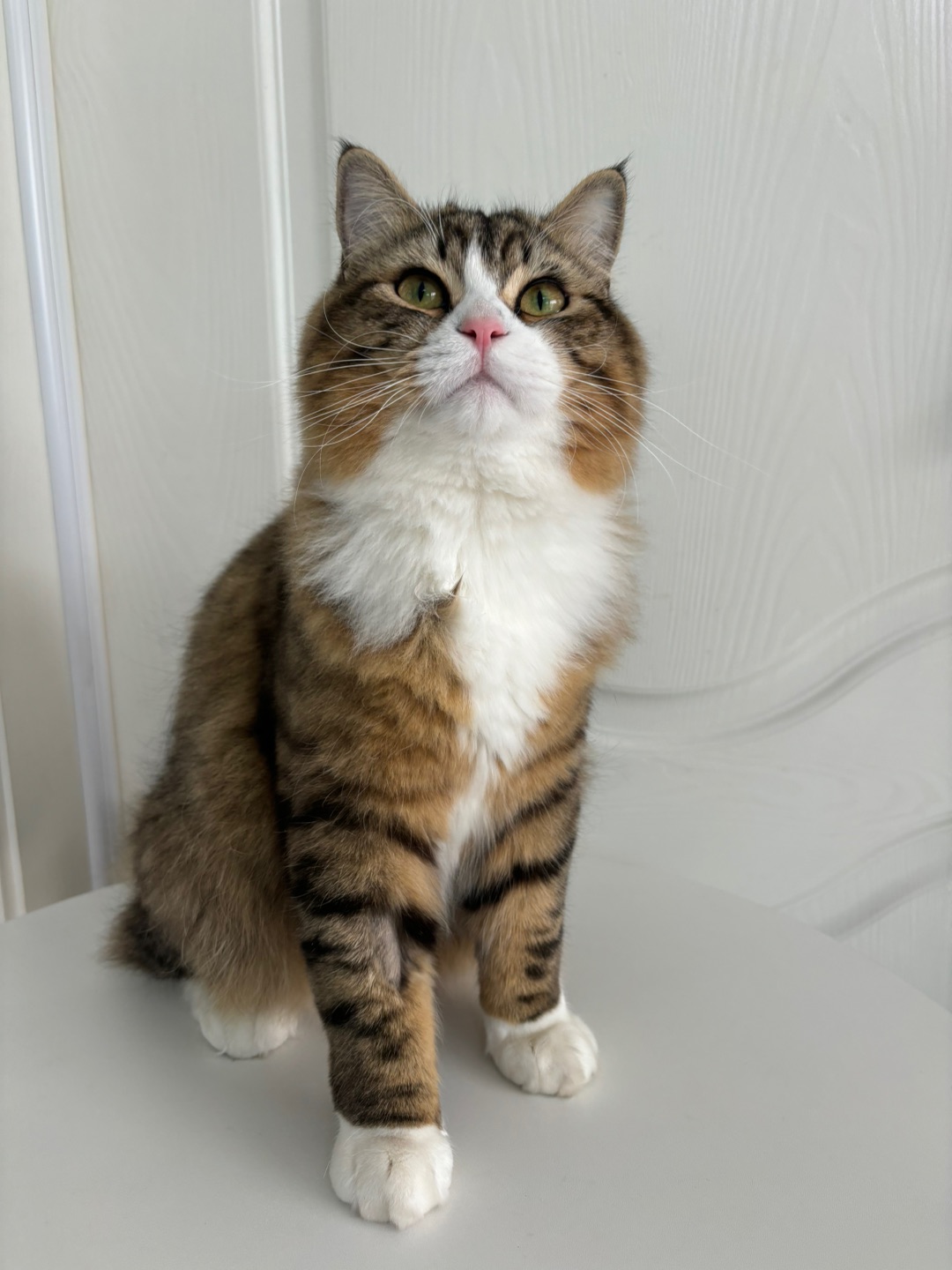 哈哈(◍•ᴗ•◍)( ´ ▽ ` )ノ哈哈哈哈(〃'▽'〃)哈哈