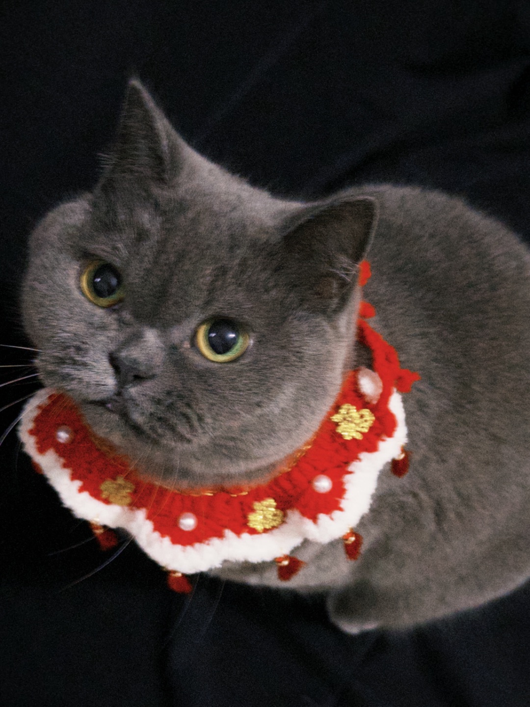 招财蓝猫请查收