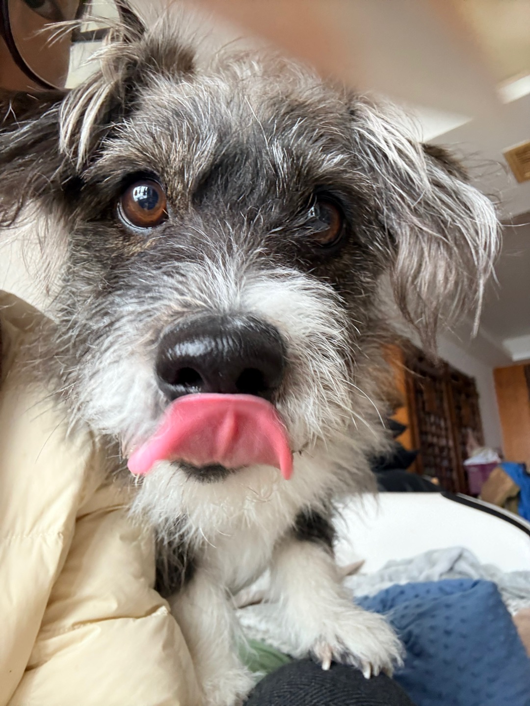 贪吃小狗六连拍