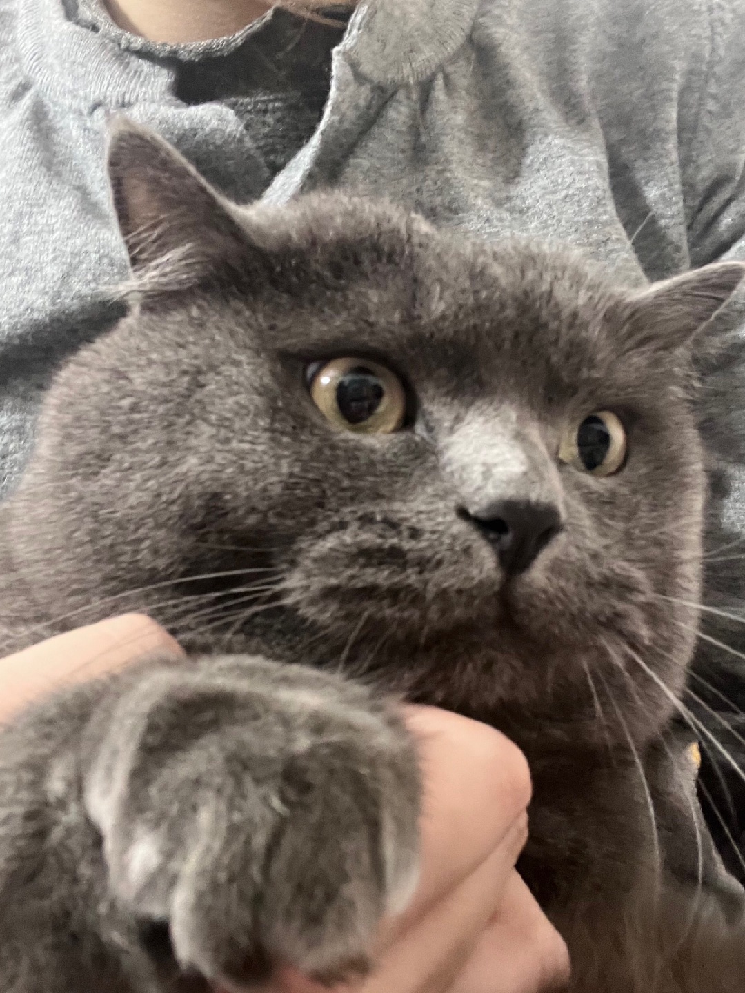 小猫我呀就是很可爱