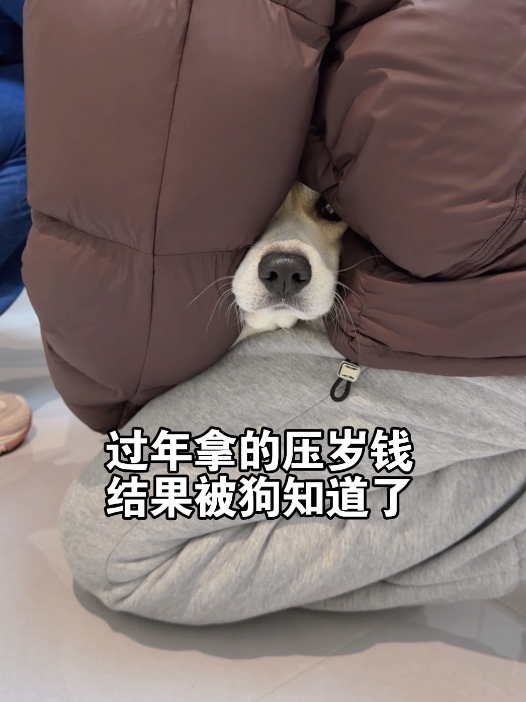 过年拿的压岁钱不小心被狗知道了…