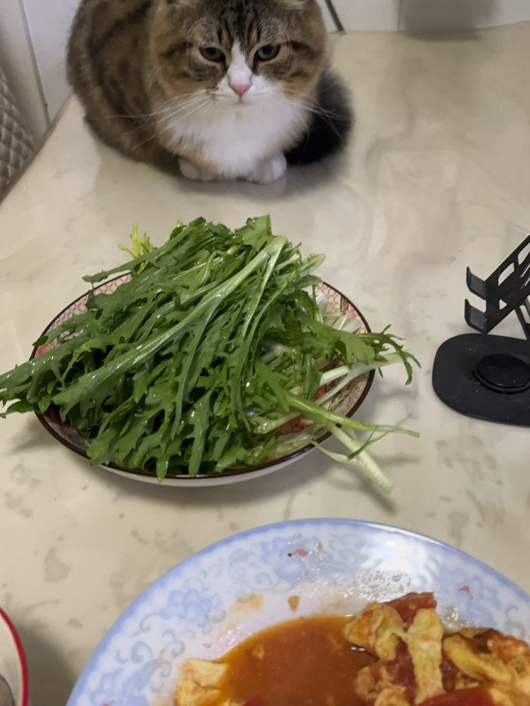 哈哈˙ᗜ˙哈哈(◍•ᴗ•◍)哈哈(❁´ω`❁)哈哈  ᖰ⌯'▾'⌯ᖳ