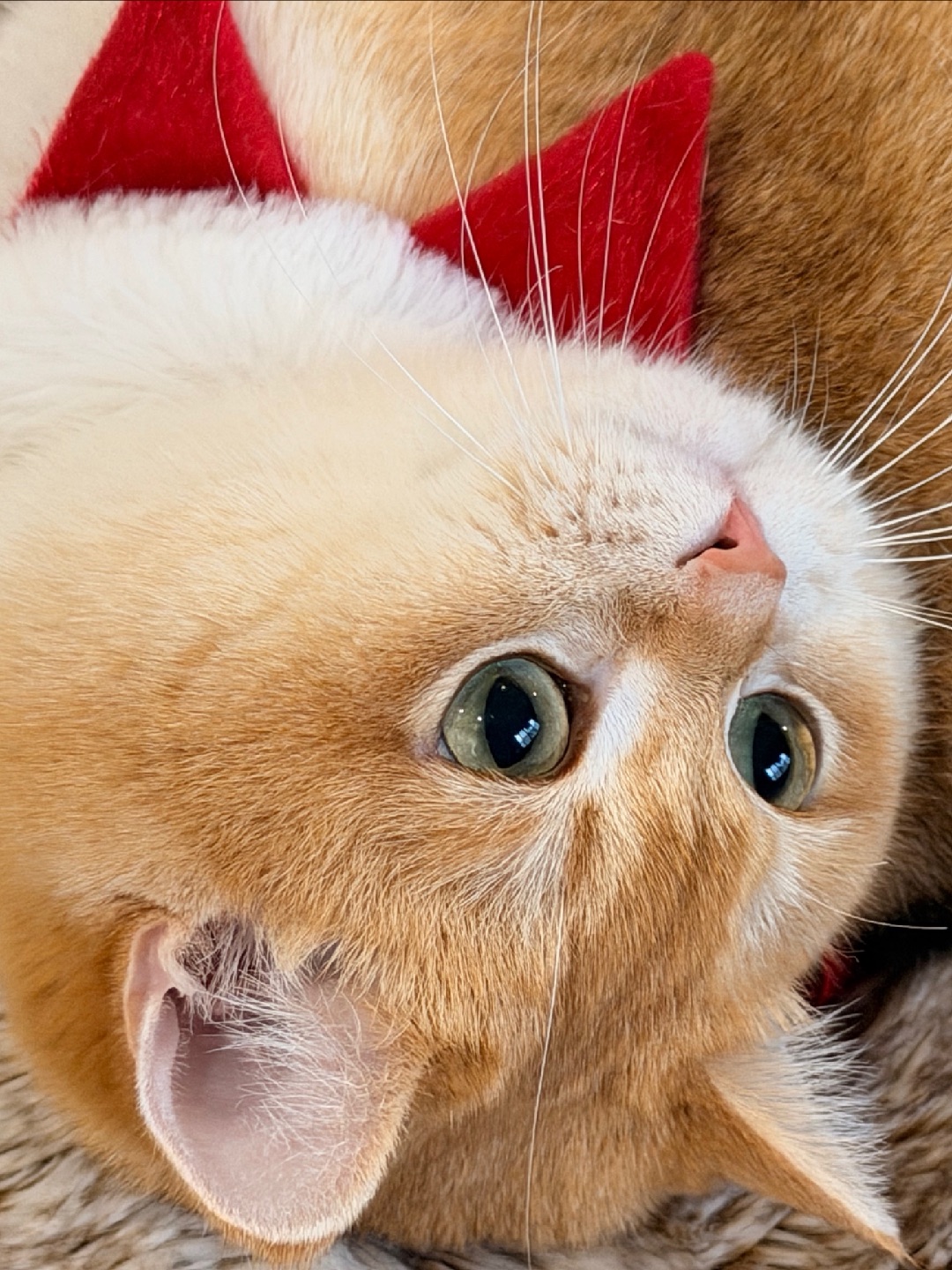 倒着看世界，连麻麻都变可爱了！