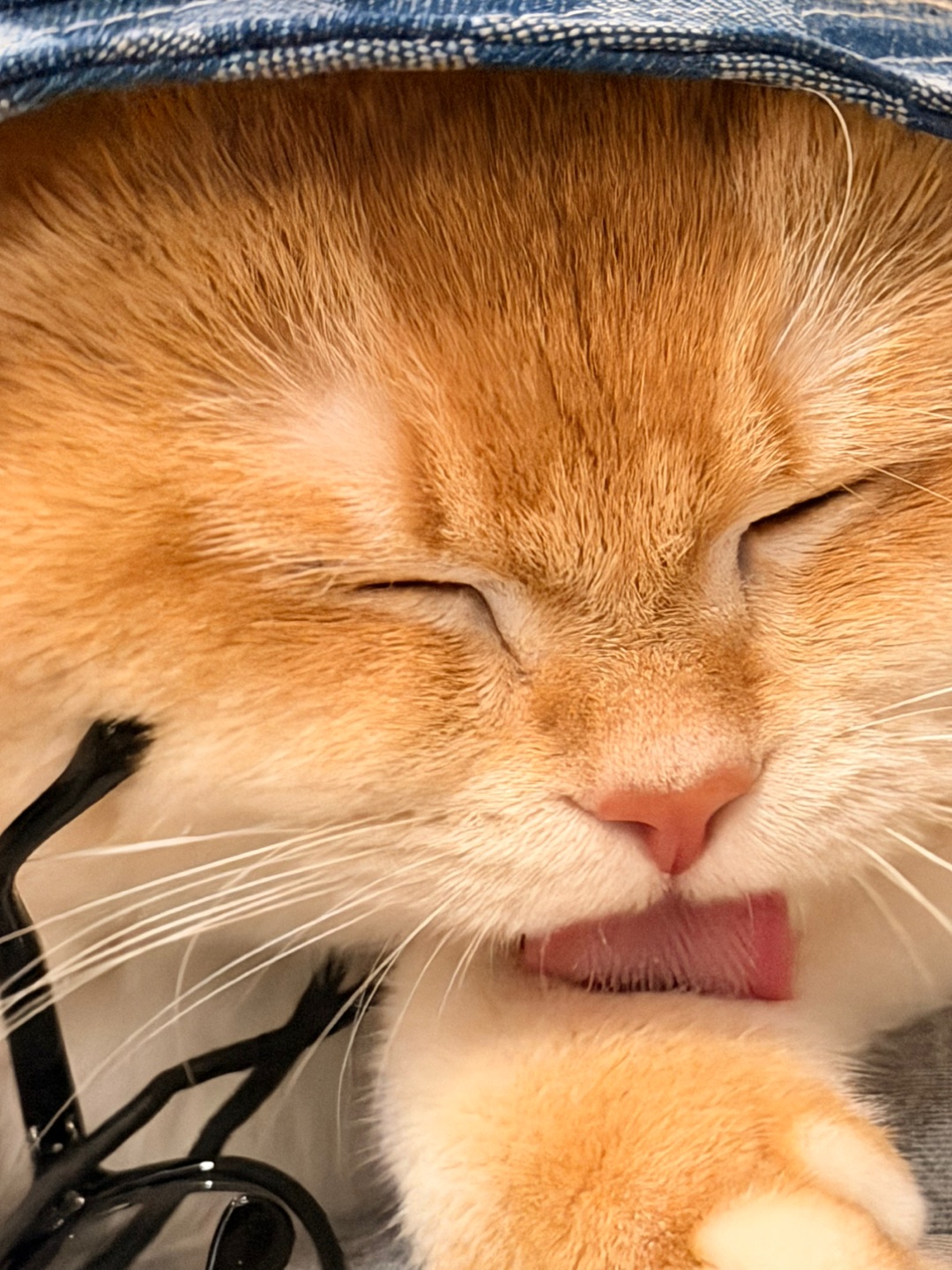 一言不合就舔舔舔👅