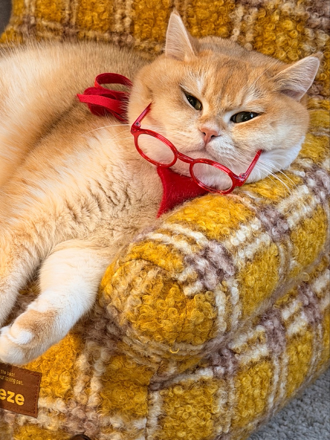 我就是想一直这样躺着😜😜