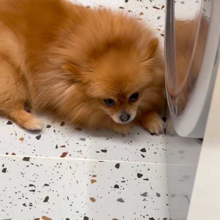 养狗人都懂吧这个眼神