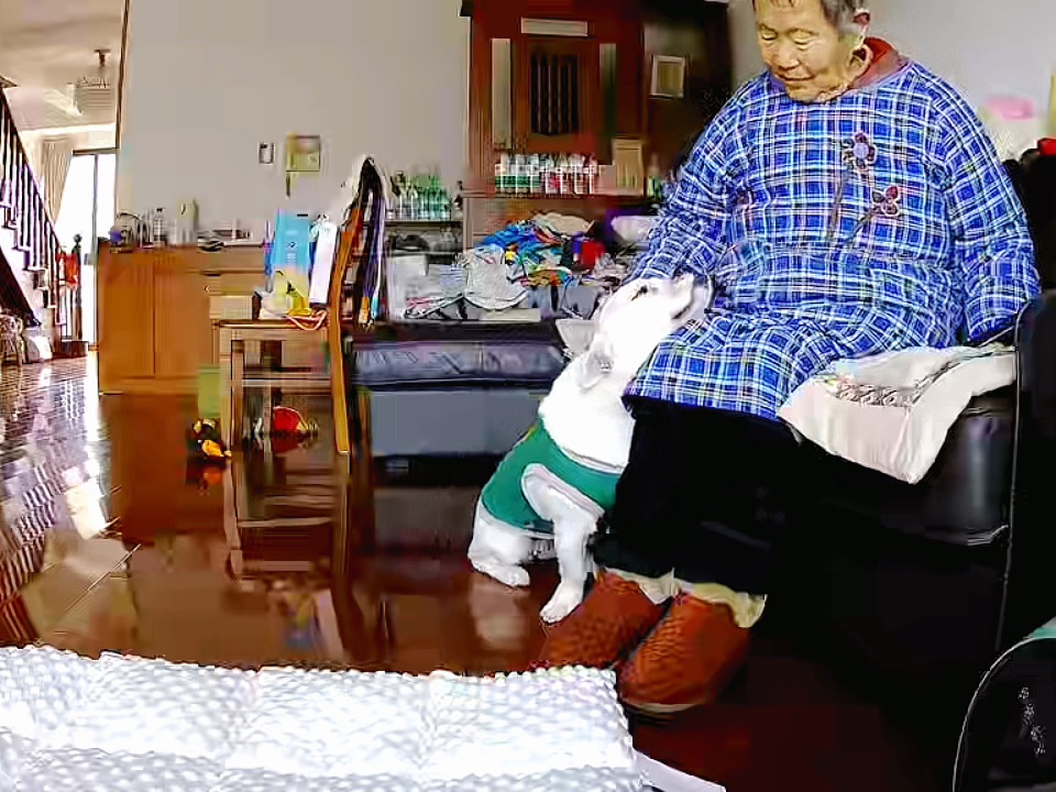 新来的小狗很会撒娇