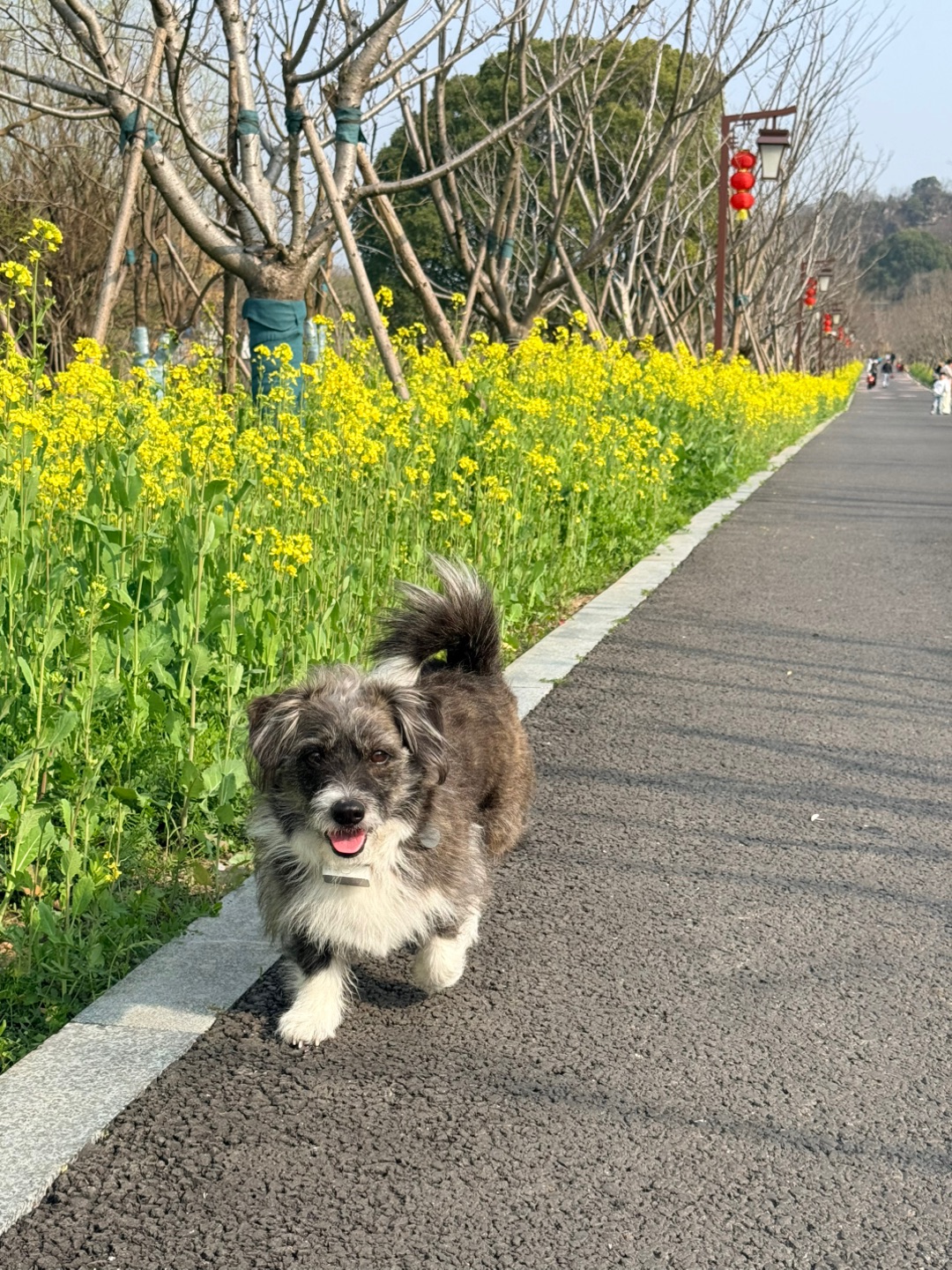 小狗出门赏花啦！