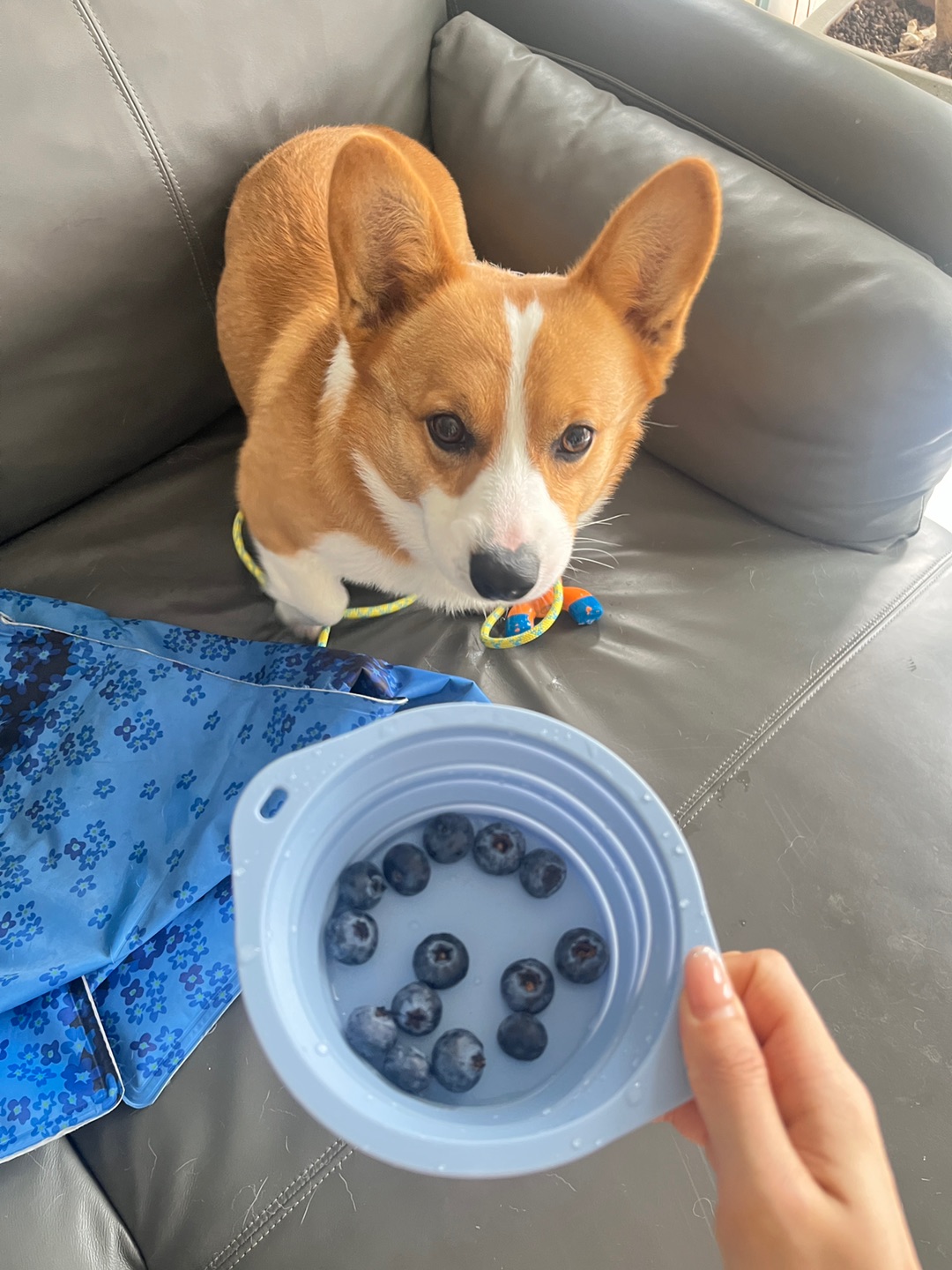 狗狗户外好搭档🥣
