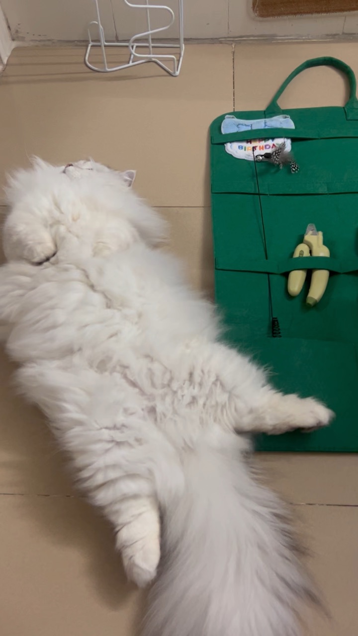 新买的宠物收那还挺不错的。