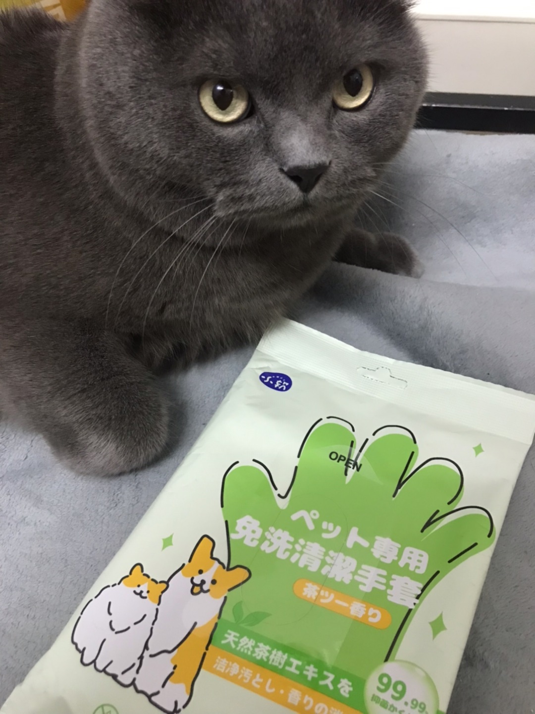 宠物免洗手套测评📝