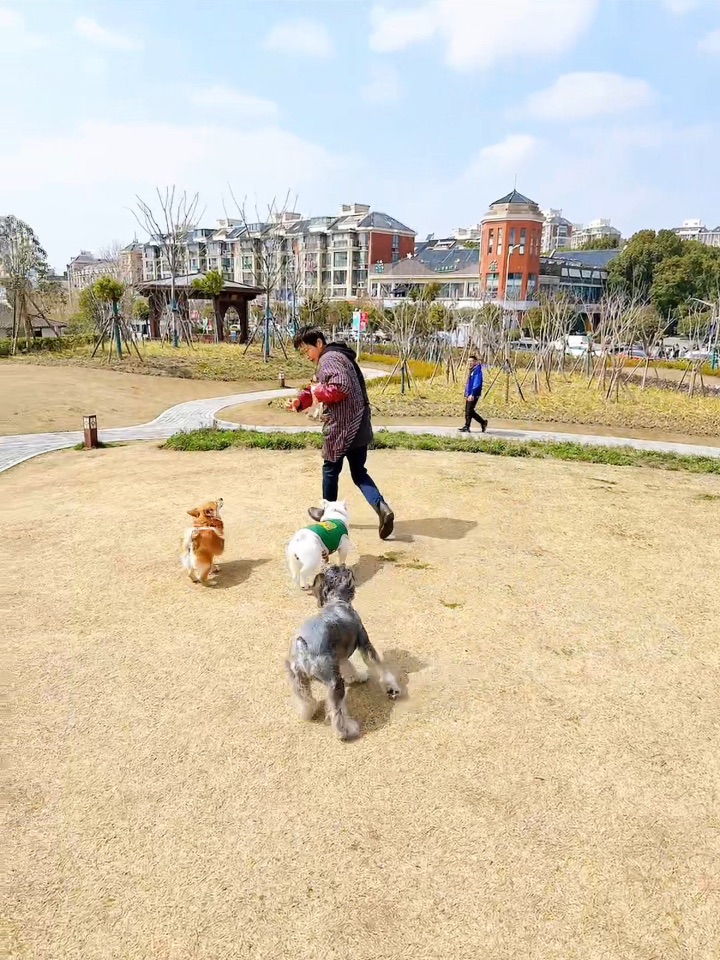 遛狗主理人上线🐾