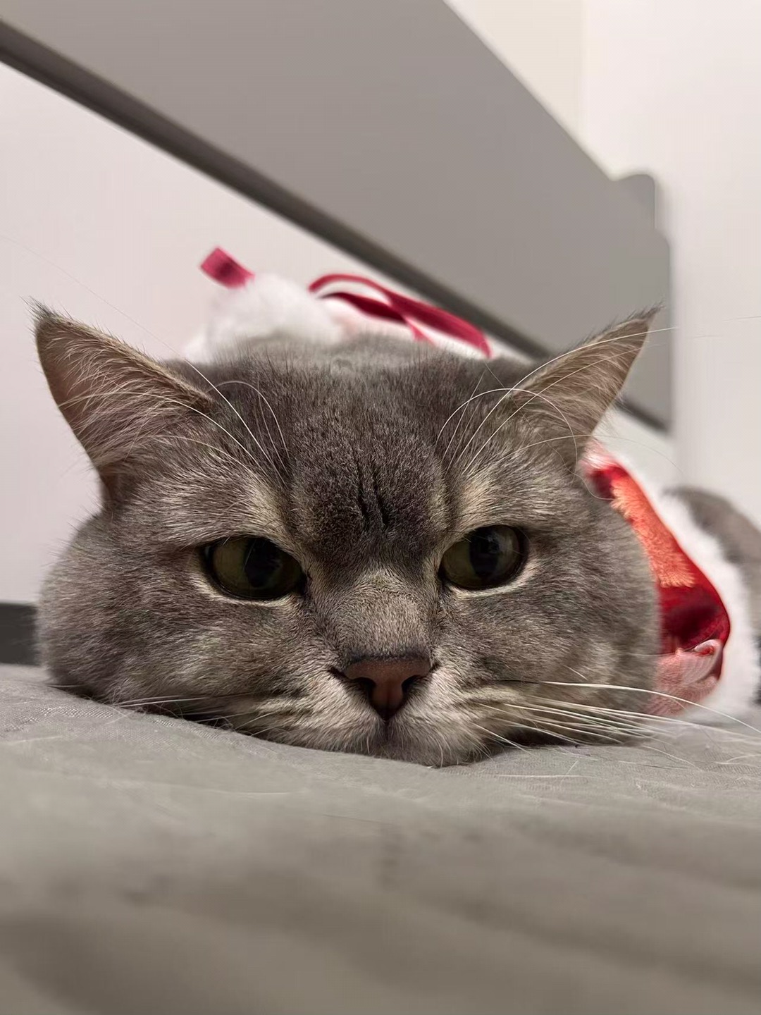 小猫在想什么呢？