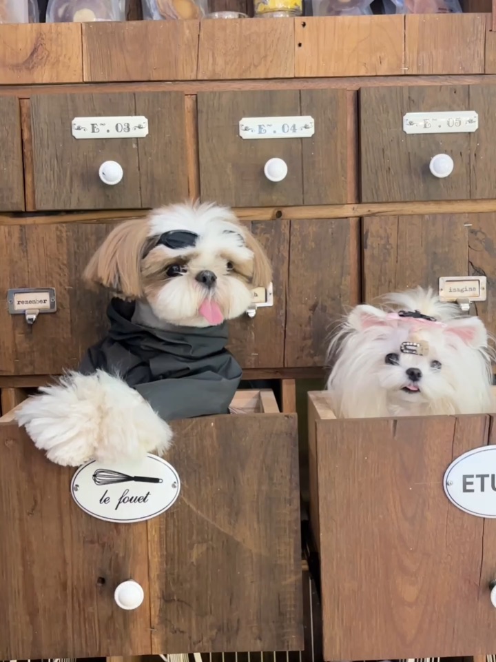 咖啡馆抽屉里长小狗啦！