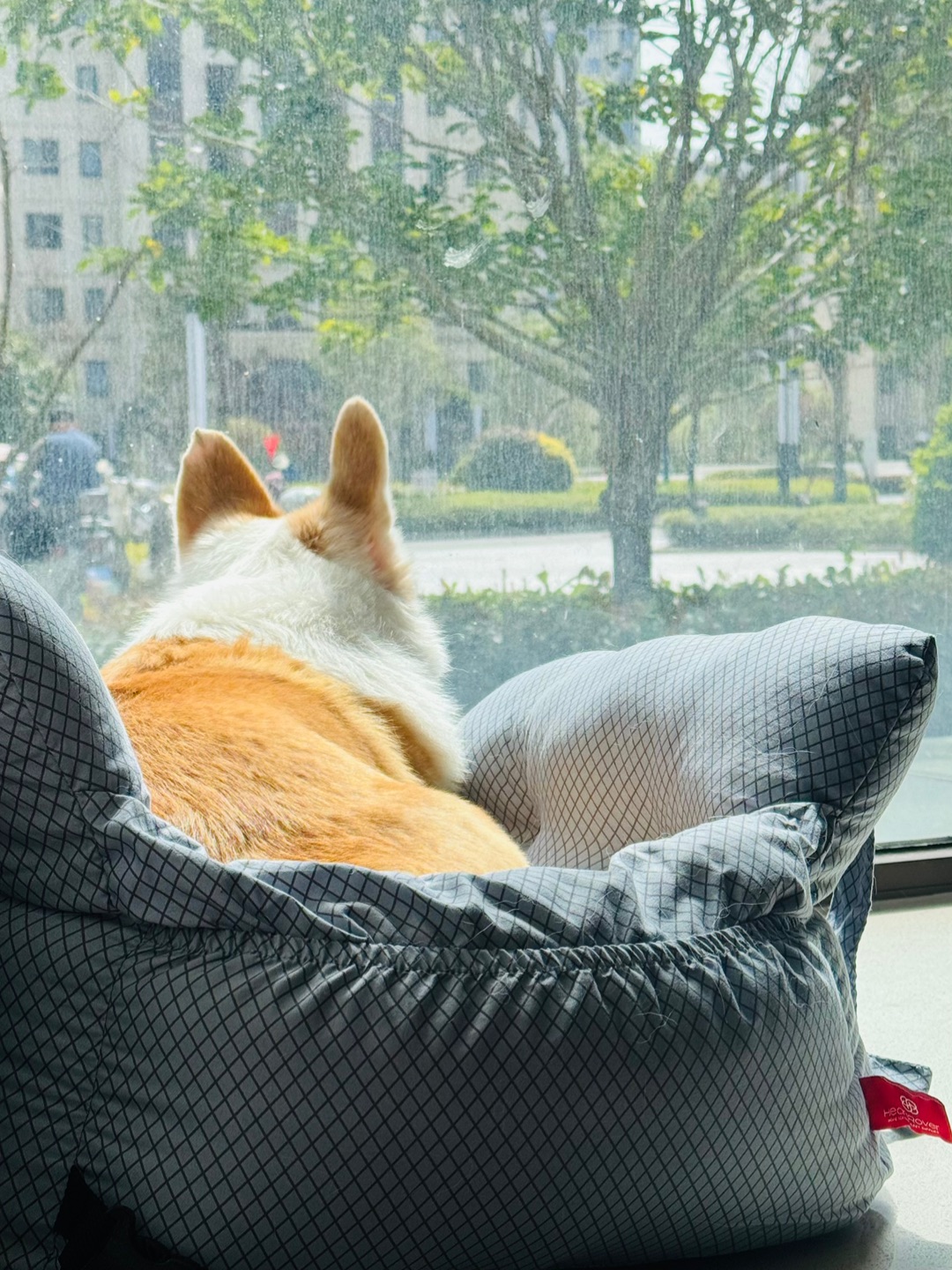 小狗会有什么烦恼呢