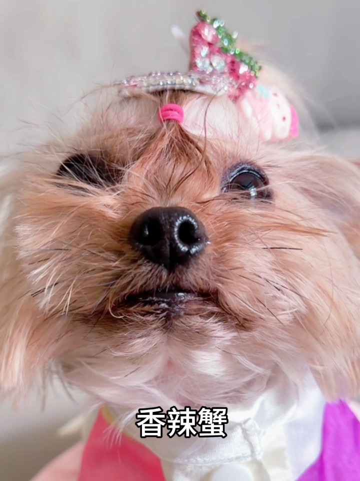 沪🐶出击！mean妮