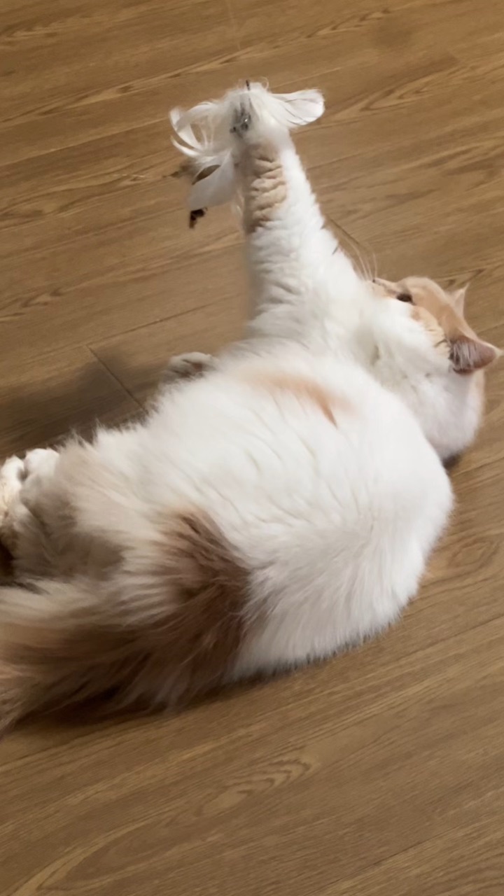 皮皮日记 | 玩儿逗猫棒啦😏