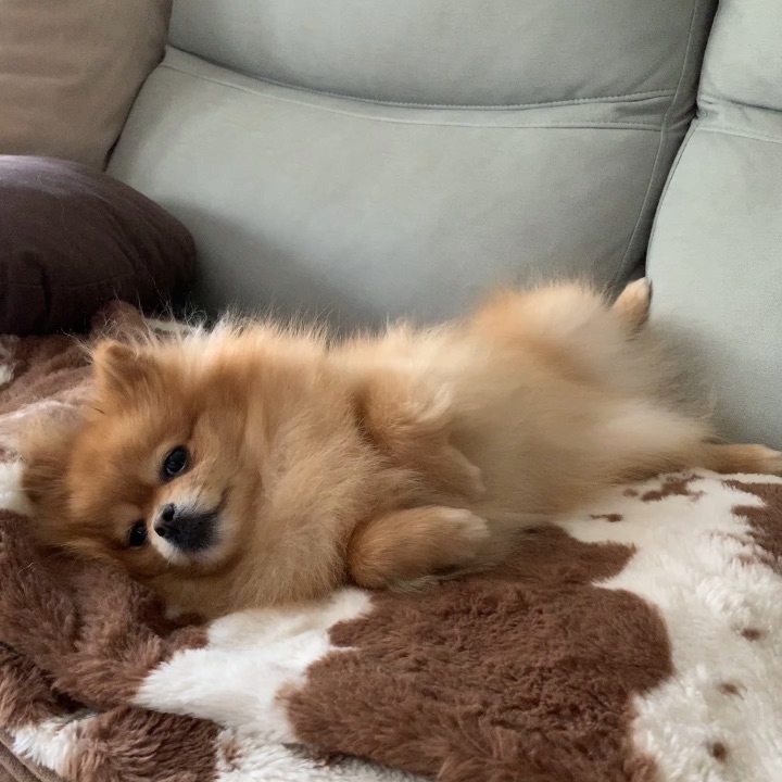 养狗人淡淡的幸福感✨