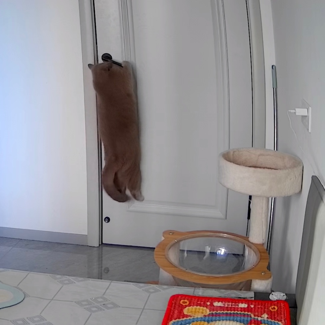 谁家黑条子又开门啦